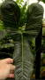 Philodendron Lupinum , снимка 6