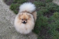 Миниатюрно момиченце померан с родословие FCI, снимка 11