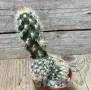 Mammillaria elongata, снимка 1