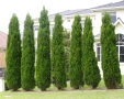 туя Фастигиата Thuja ‘Fastigiata’, снимка 8