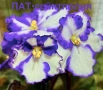 Saintpaulia Сейнтполия Сентполия African Violet Aфриканска теменужка стайна теменужка Фiалка цветя, снимка 3