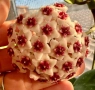 Hoya Pachyclada quintuprinervia , снимка 1