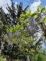 Вистерия/ глициния, снимка 4
