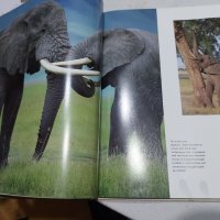 Книга за животинския свят в Африка и Азия , снимка 7 - Специализирана литература - 45325228