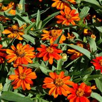 Zinnia angustifolia Mix-Циния, снимка 4 - Градински цветя и растения - 45749583