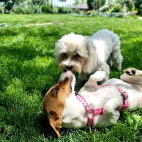 Хотел за кучета Пловдив , снимка 2 - Ветеринари и услуги - 44943030