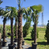 палми Трахикарпус , снимка 4 - Градински цветя и растения - 45210285