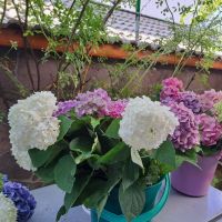 Хортензия ,бяла и розова , снимка 5 - Градински цветя и растения - 45320991
