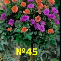 Продавам рози, снимка 13 - Градински цветя и растения - 45108981
