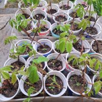 Продавам растения Дива лоза (Parthenocissus quinquefolia), снимка 2 - Градински цветя и растения - 45382708