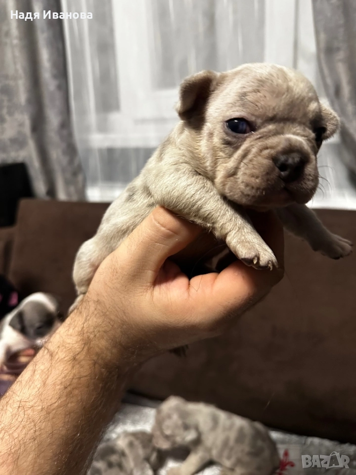 Френски булдог, снимка 1