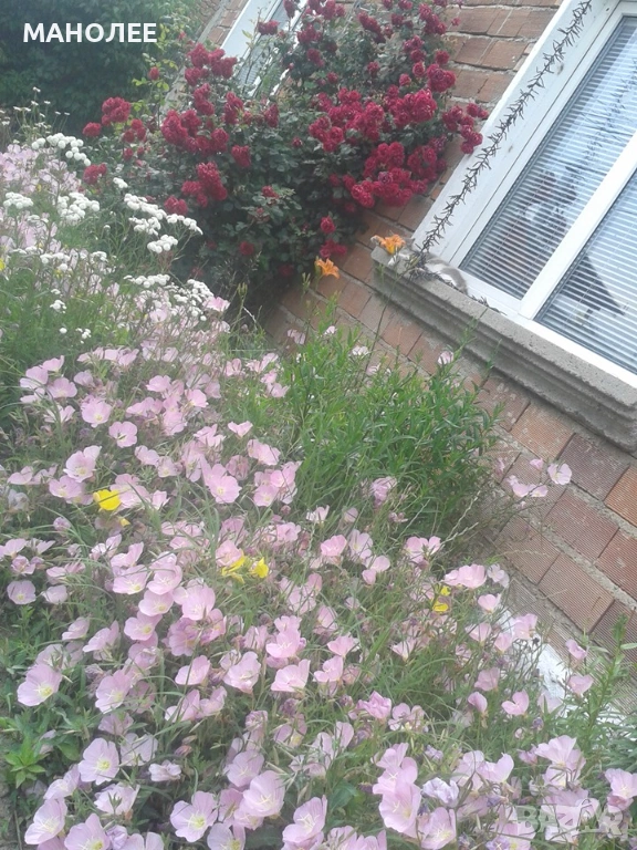 🪷🎁🪷Семена от 60 вида цветя и растения🪴🪷🎁🌞👌, снимка 1