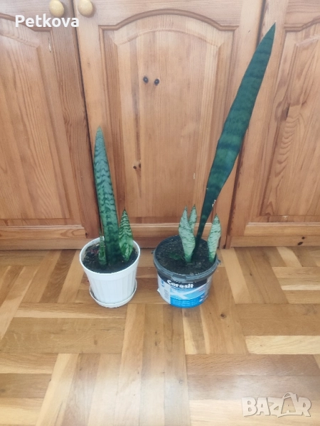 Сансевиера(мечове), снимка 1