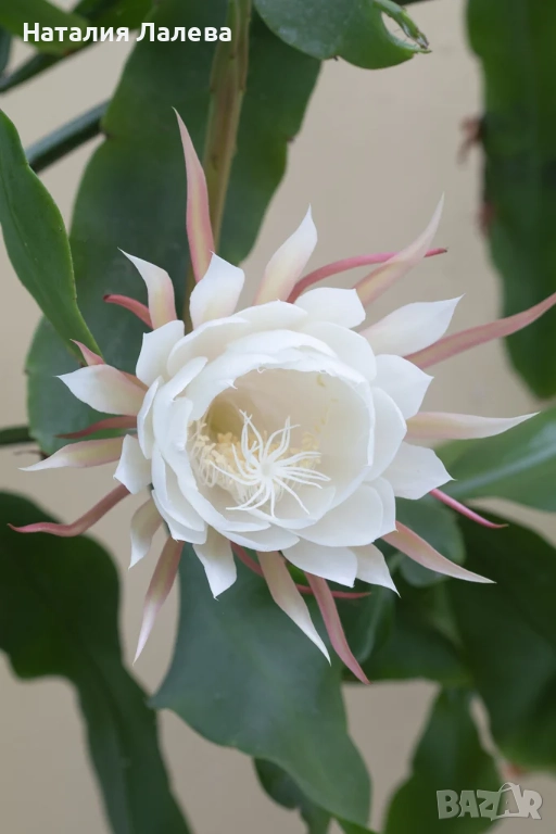 Езсфилум, epiphillym oxypetalum, снимка 1