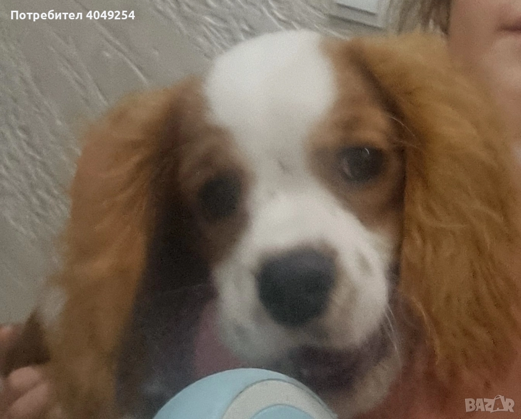 Кавалер кинг чарлз шпаньол, снимка 1