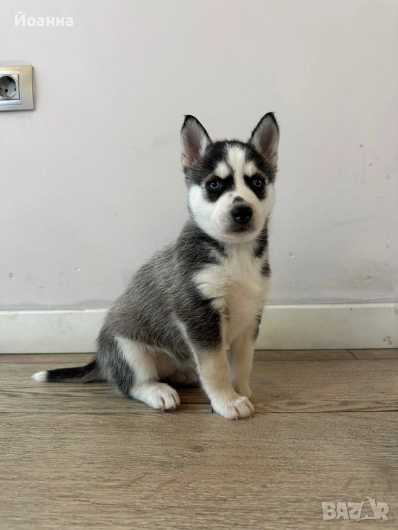 Чистокръвни Хъскита, снимка 1