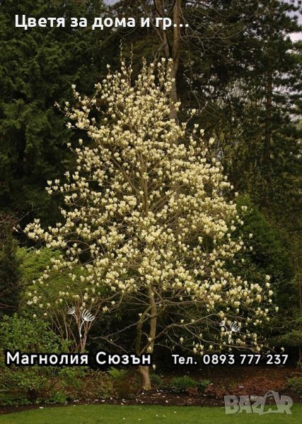 Magnolia Elisabeth(Магнолия Елизабет), снимка 1