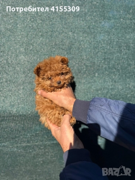 Pomapoo, снимка 1