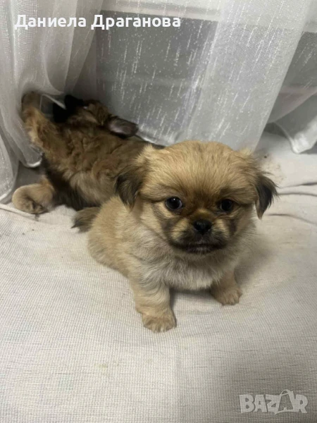 Малки сладки пекинезчета, снимка 1