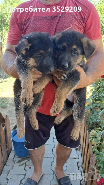 Продавам малки немски овчарки на два месеца , снимка 1