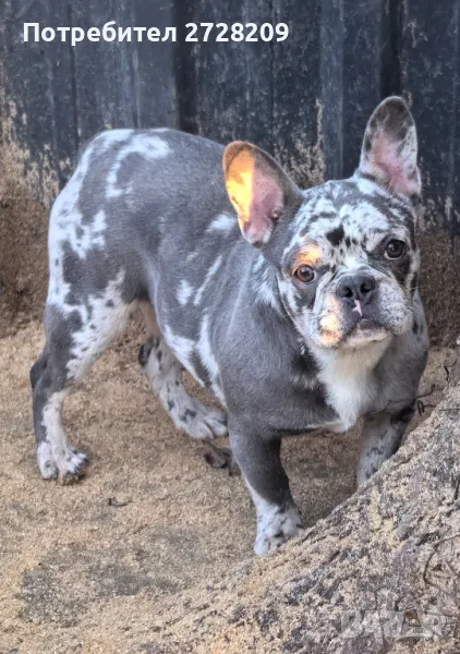 Френски булдог /French Bulldog , снимка 1