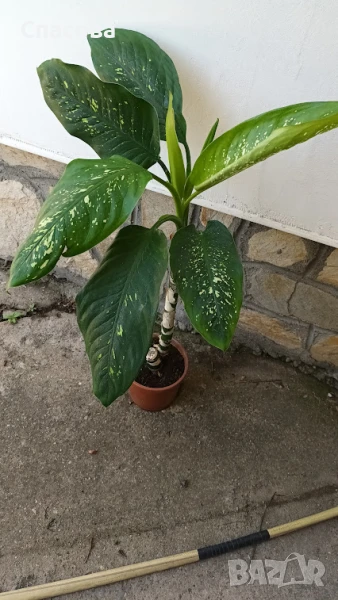 Дифенбахия - стайно цвете, снимка 1