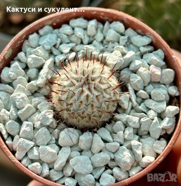 Кактус Mammillaria Perezdelarosae ssp. Andersoniana, снимка 1