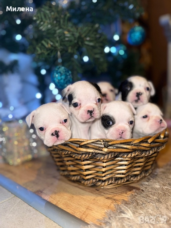 Френски булдог , снимка 1