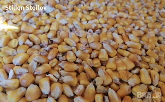 Царевица за зърно, снимка 1