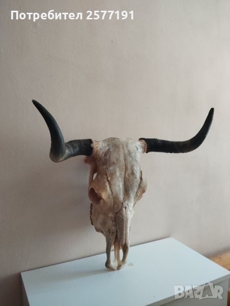 Трофей от бик, снимка 1