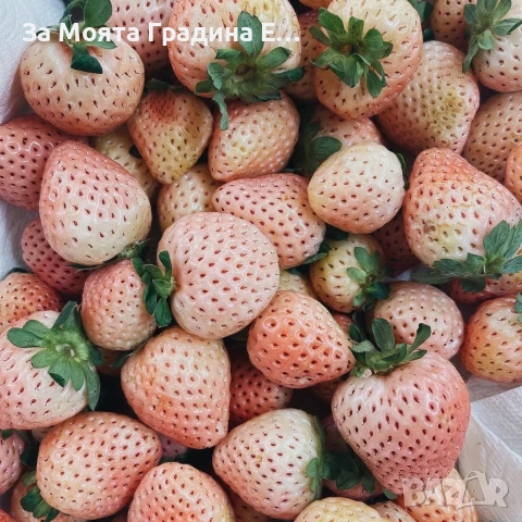 Ягода - Каскадна 24 сорта, снимка 3 - Градински цветя и растения - 54020780