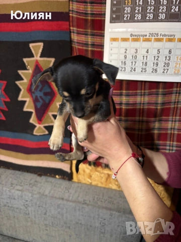 Пинчерчета , снимка 8 - Пинчер - 53748009