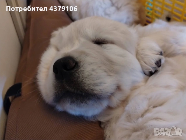 Голдън ретривър момче родословен баща