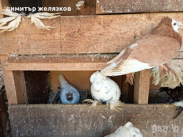 Гълъби демкежи, снимка 7 - Гълъби - 49071204