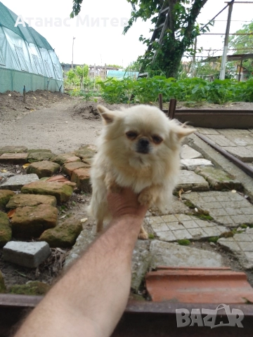 Продавам мъжко мини чихуахуа, снимка 2 - Чихуахуа - 52121822