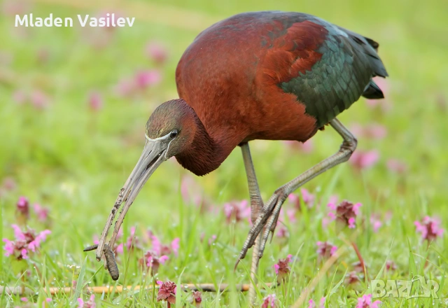 Дигитални авторски фотографии на природа(птици, бозайници, пеперуди, влечуги, земноводни и др.), снимка 17 - Други - 53943304