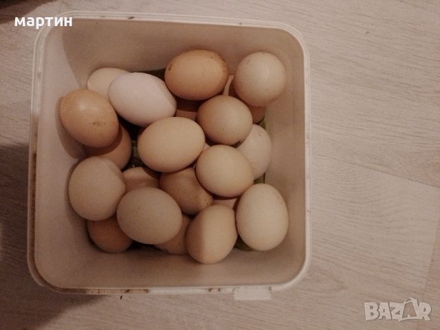Домашни яйца от свободни кокошки , снимка 4 - Домашни продукти - 45759667