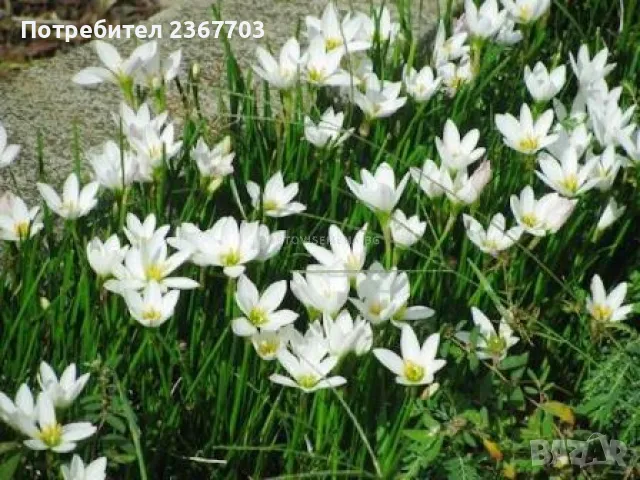 Продавам луковици на бял зефирантес, снимка 2 - Градински цветя и растения - 49720442