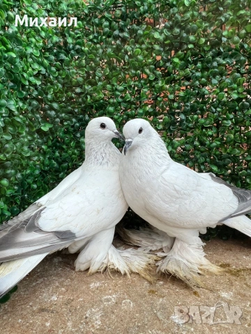 Саксонски Леден, Звезни, Стандарт пощи, снимка 3 - Гълъби - 53406636