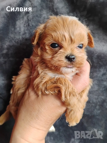 предлагам малтипу момчета, снимка 5 - Пудели - 53936425