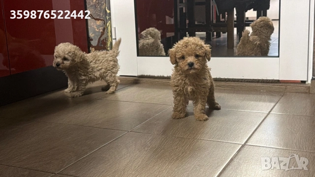 Той пуделчета 