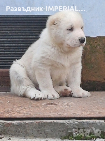 САО-Алабай, снимка 2 - Алабай - 53581626