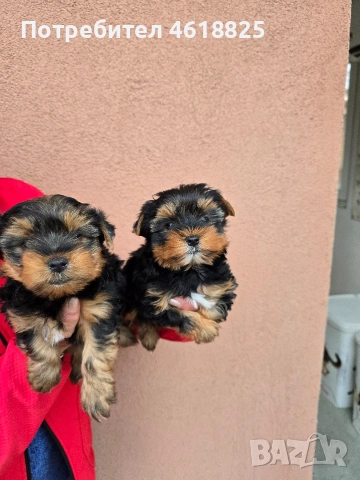 Йоркширски териери , снимка 2 - Йоркширски териер - 53303647