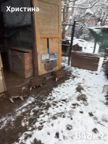 Виетнамски прасета, снимка 11 - Прасета - 52469489