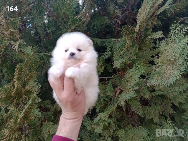 Померани. Реални снимки от 26.02.26 г. , снимка 6 - Померан - 53598305