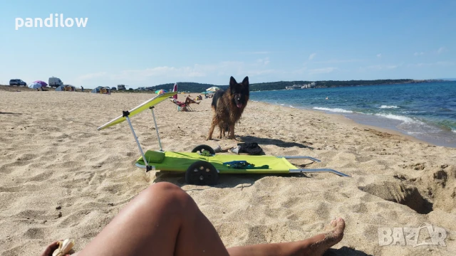 Немска овчарка си търси приятелка, снимка 5 - Немска овчарка - 51233977