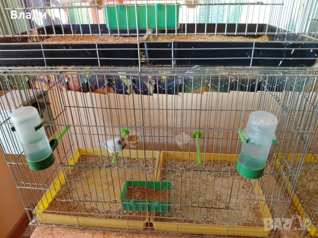 Зеброви амадини джъмбо, снимка 6 - Амадини - 54250789