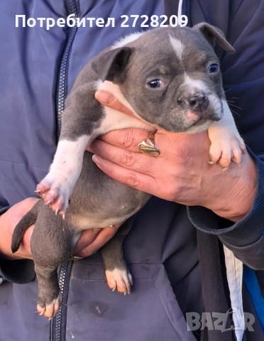 Американско Були Покет/American Bully Pocket , снимка 14 - Питбул - 52860044