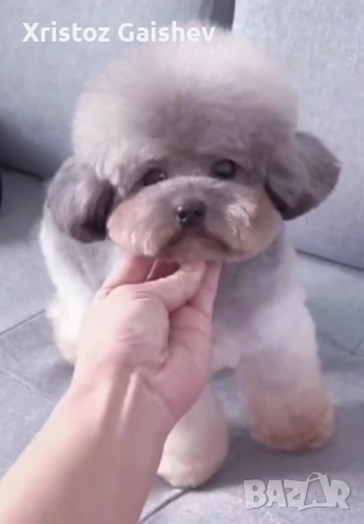 Teacup  Момиче от Китай , снимка 2 - Пудели - 52706304