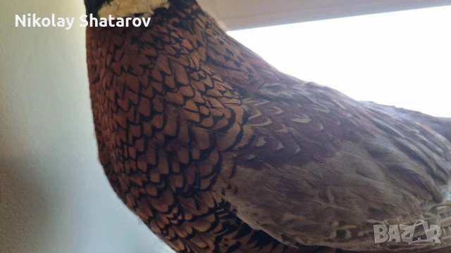 Трофеи. Фазан , снимка 3 - Други ценни предмети - 53911580